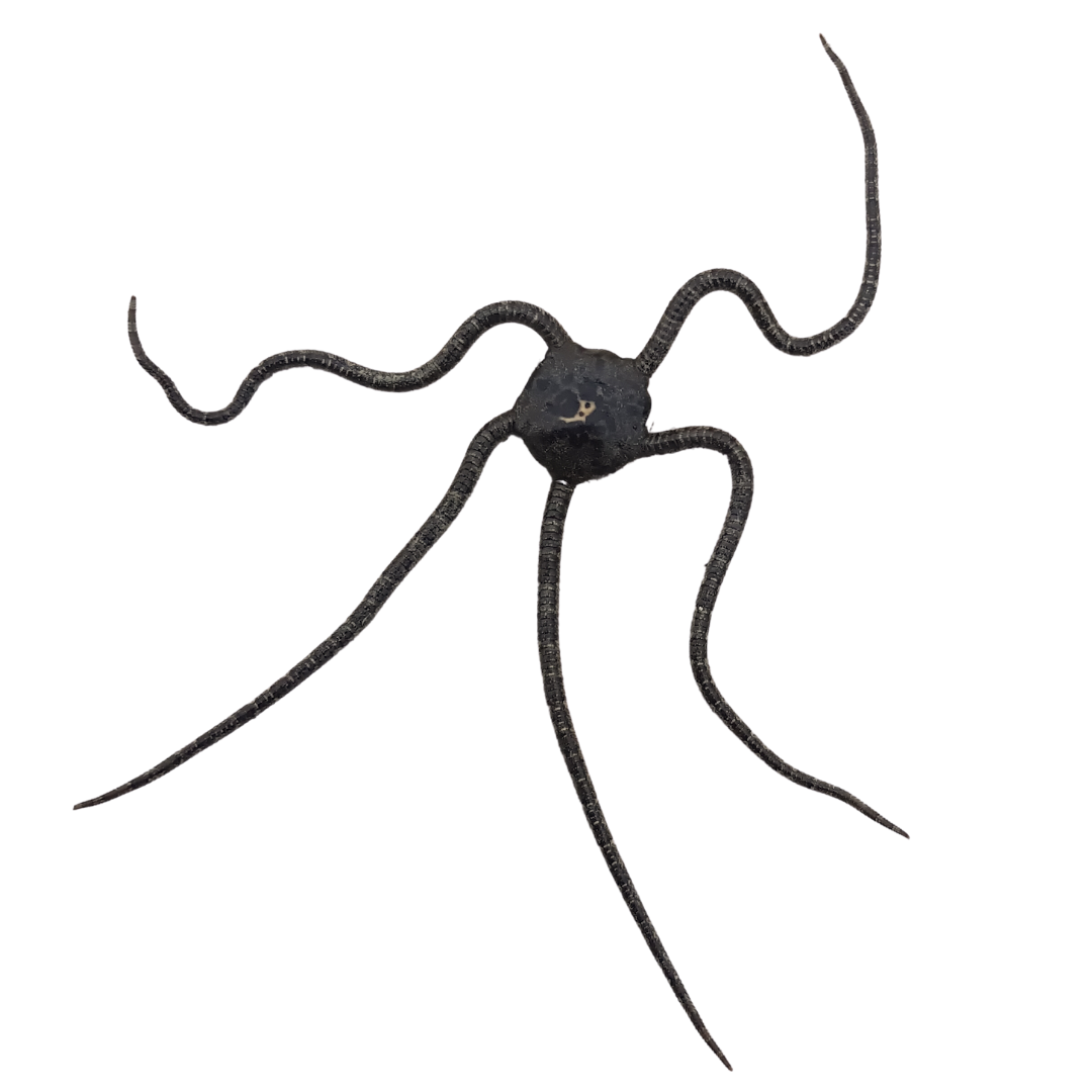 Buy Serpent Starfish