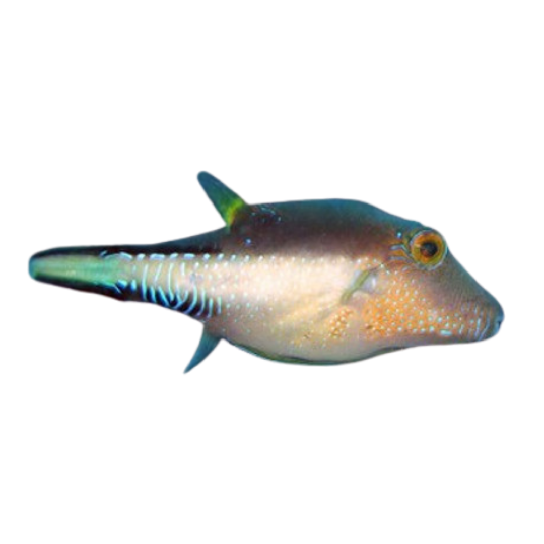 Shop Sharpnose Puffers