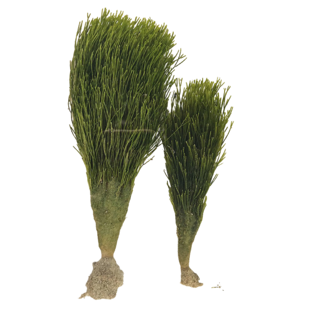 Shaving Brush Single Stem Plant