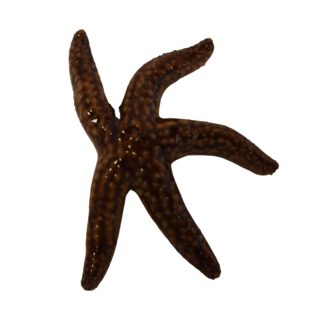 Common Starfish (medium)