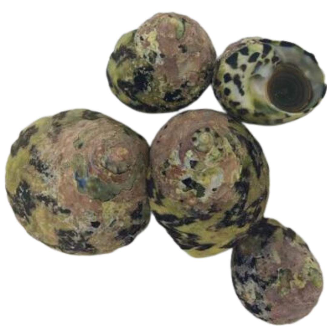 Buy Zebra Turbo Snail