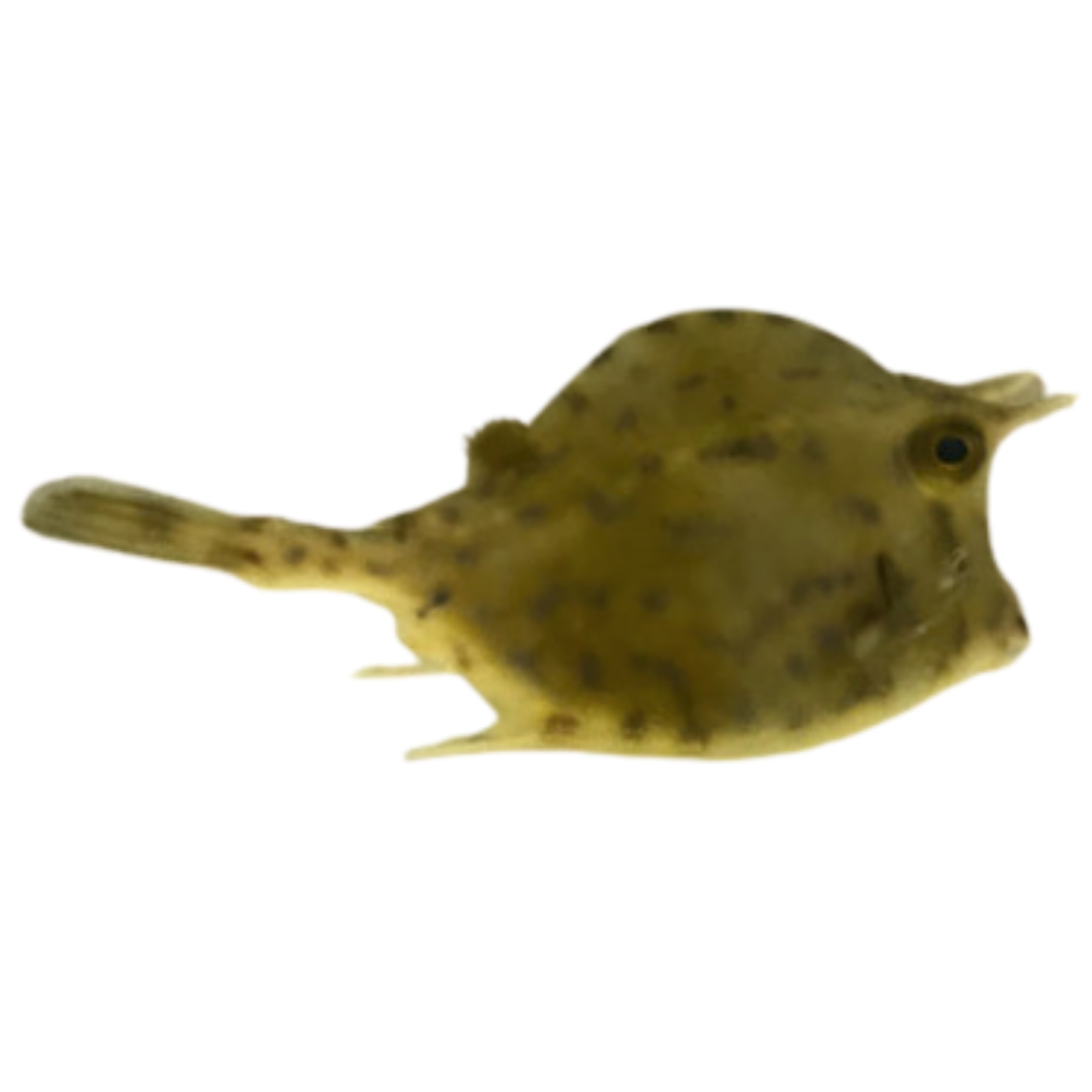 Honeycomb Cowfish Med (3-5 inches)