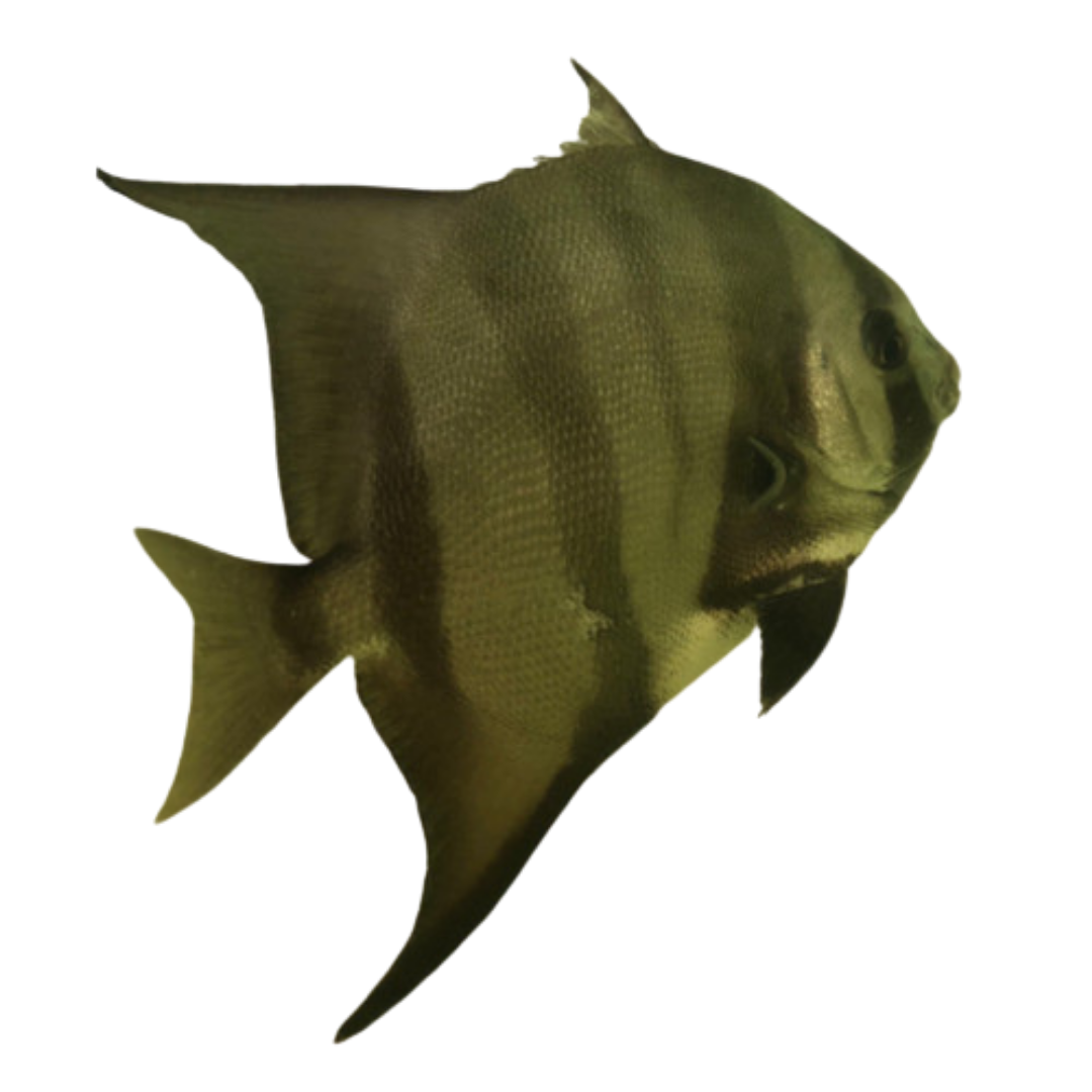 Atlantic Spade Fish (3-5 inches)