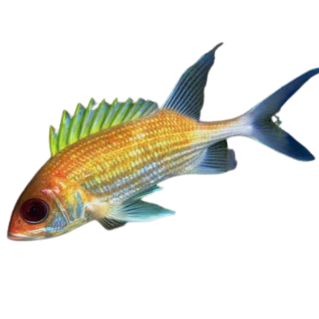 Get Dusky Squirrelfish