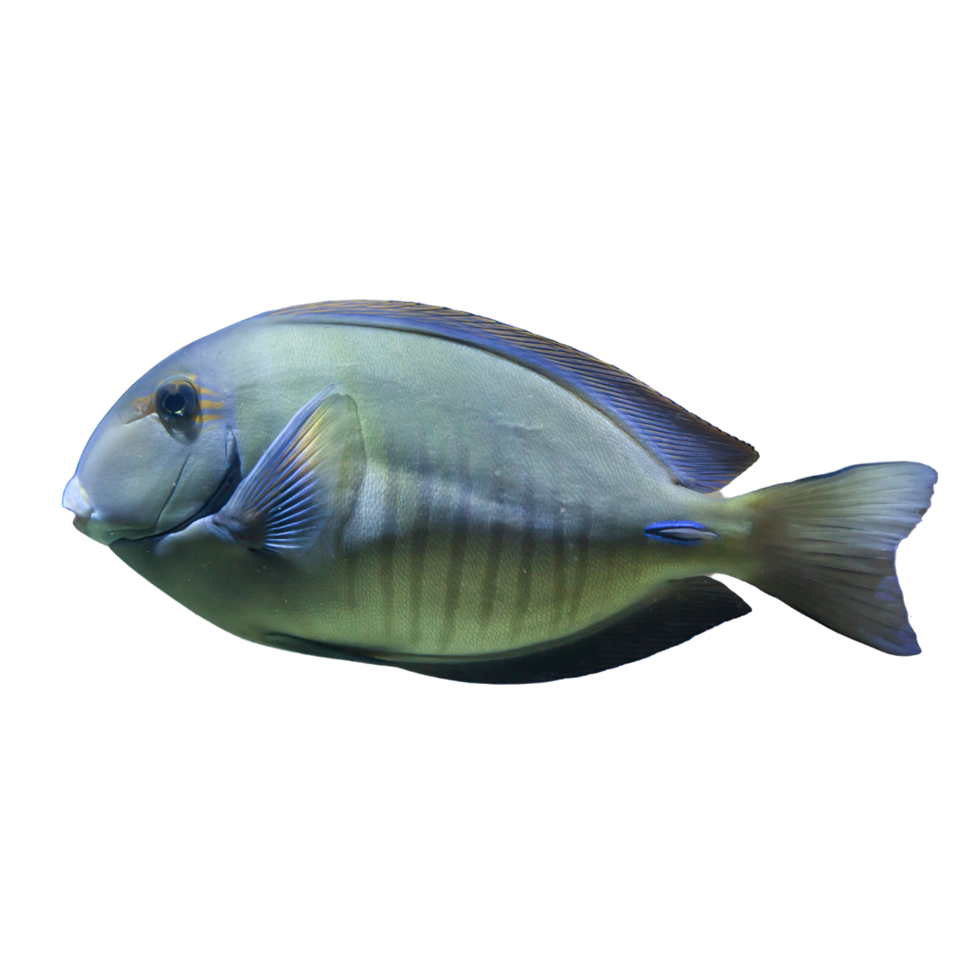 Surgeon Tang ( XL 7-10 inches)