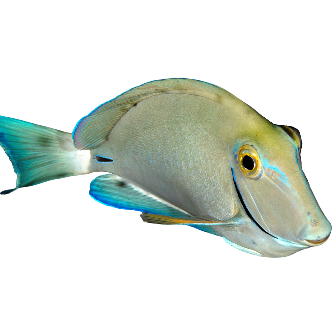 Get Surgeon Tang Fish