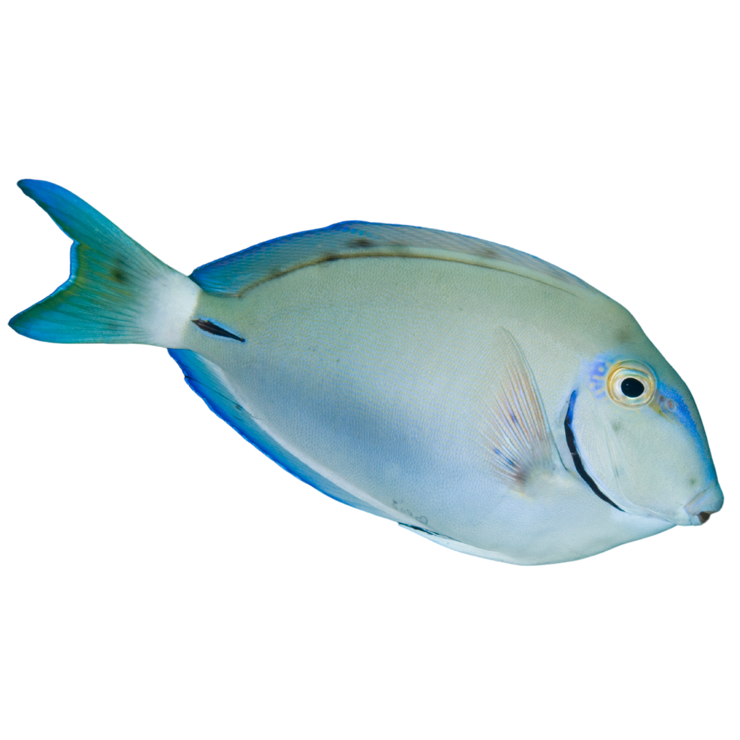 Surgeon Tang Fish for Sale