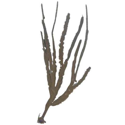 Tan Grooved-Blade Sea Whip Gorgonian (under 10")