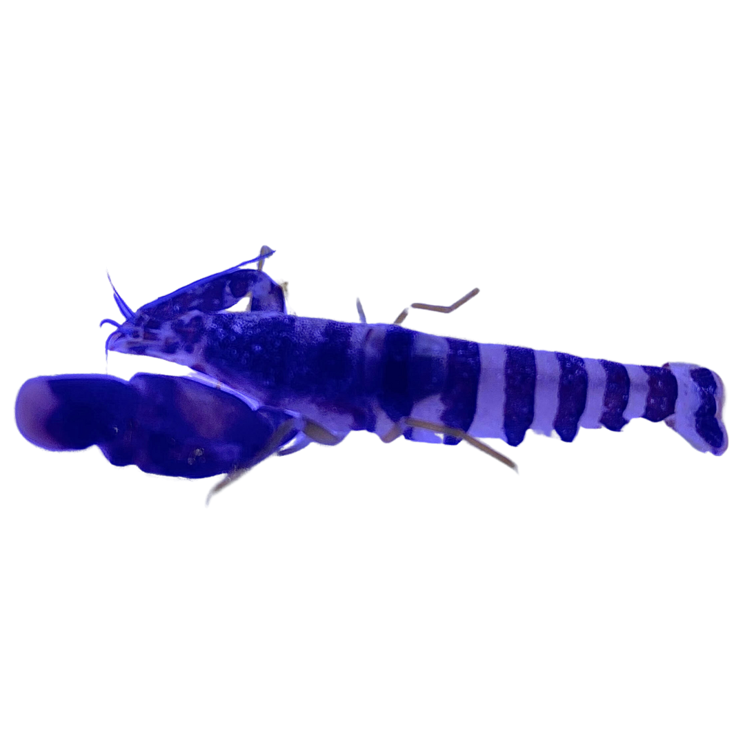 Green Banded Snapping Shrimp