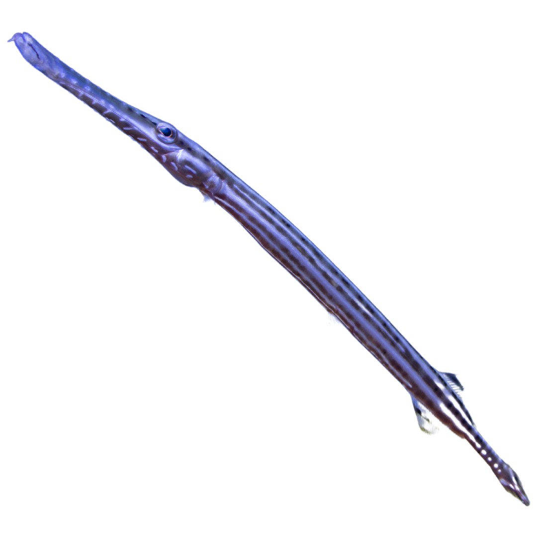 Trumpet Fish 4-8 inches