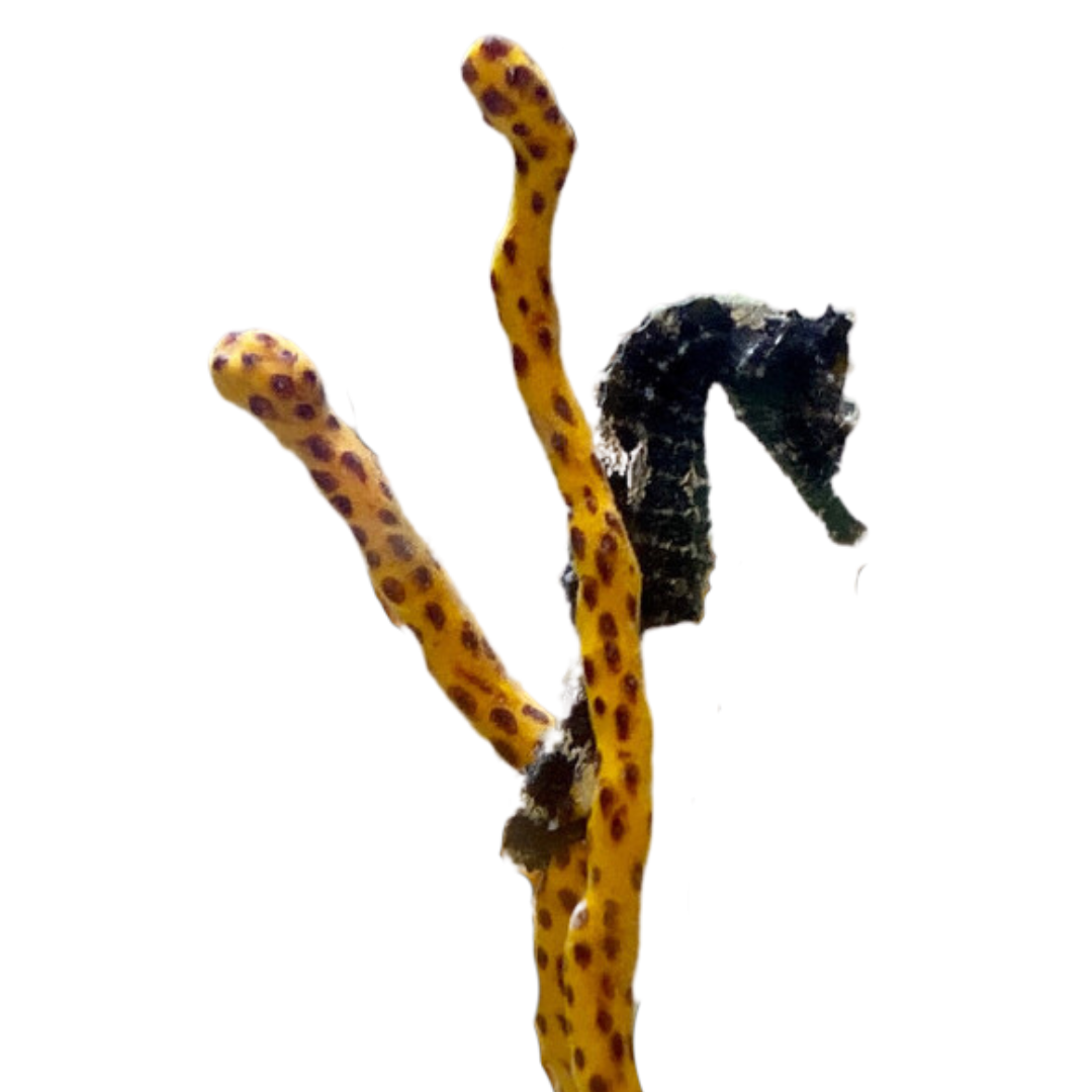 Tank Raised Seahorse (juvenile-not sexed)