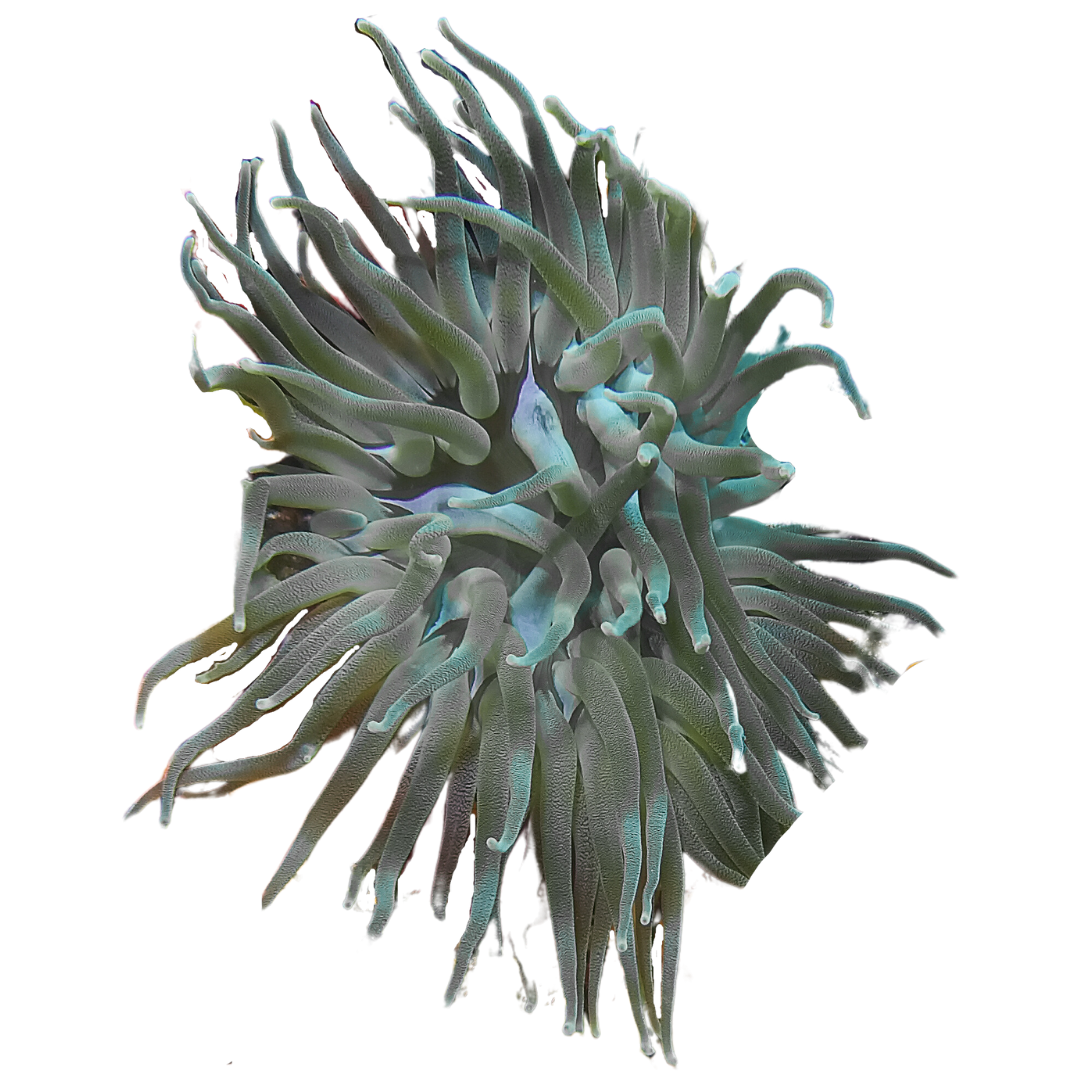 Haitian White Tip Condylactis Anemone