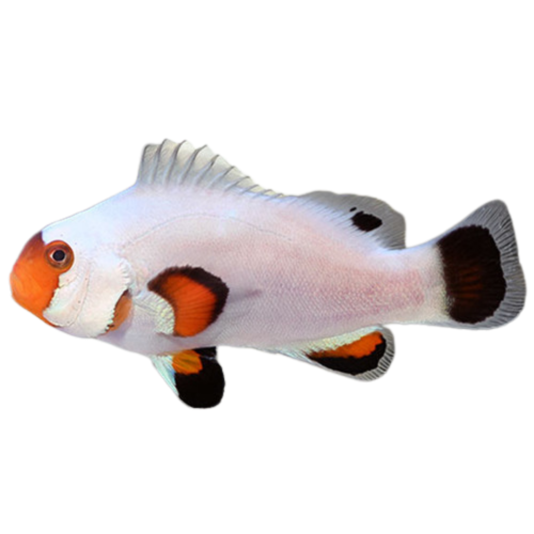 Aquacultured Wyoming White Clownfish