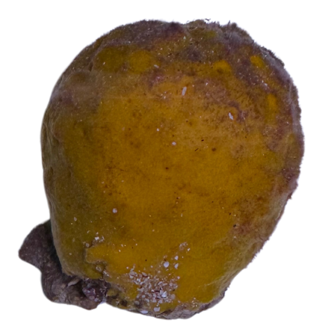 Yellow Ball Sponge (small/medium)