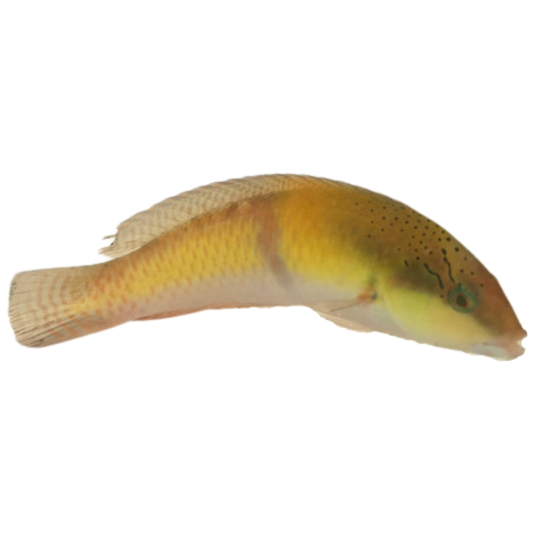 Get Yellowhead Wrasse