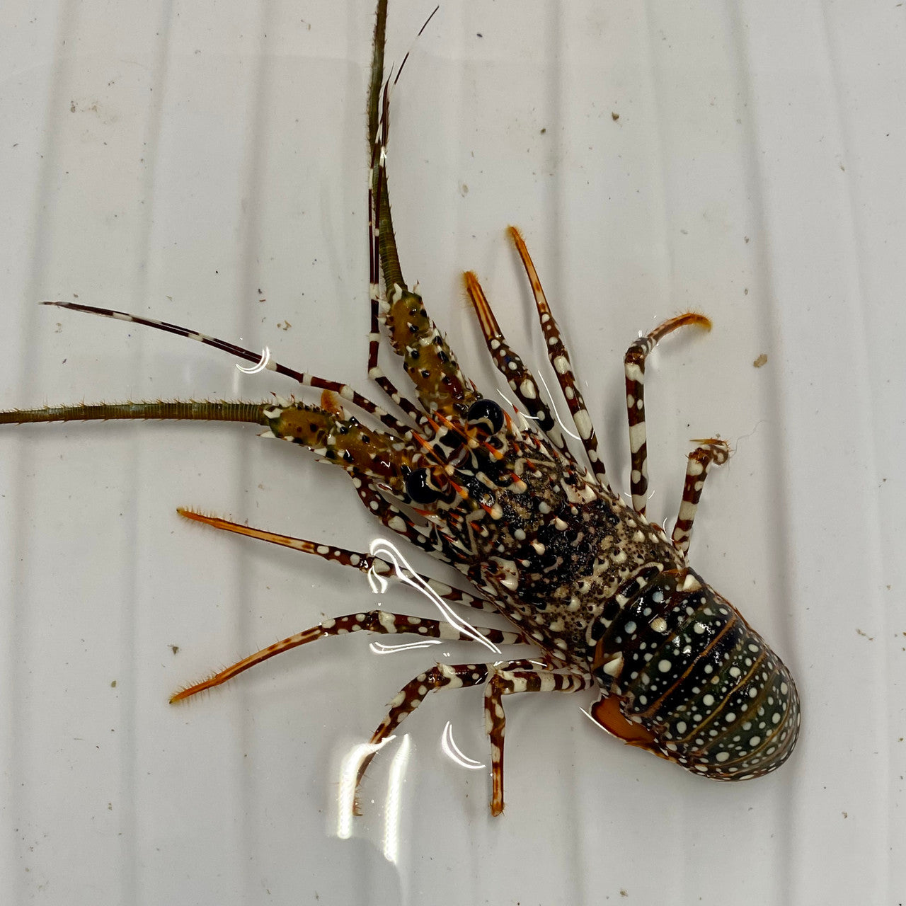 Spotted Spanish Lobster (medium 3-5 inches)