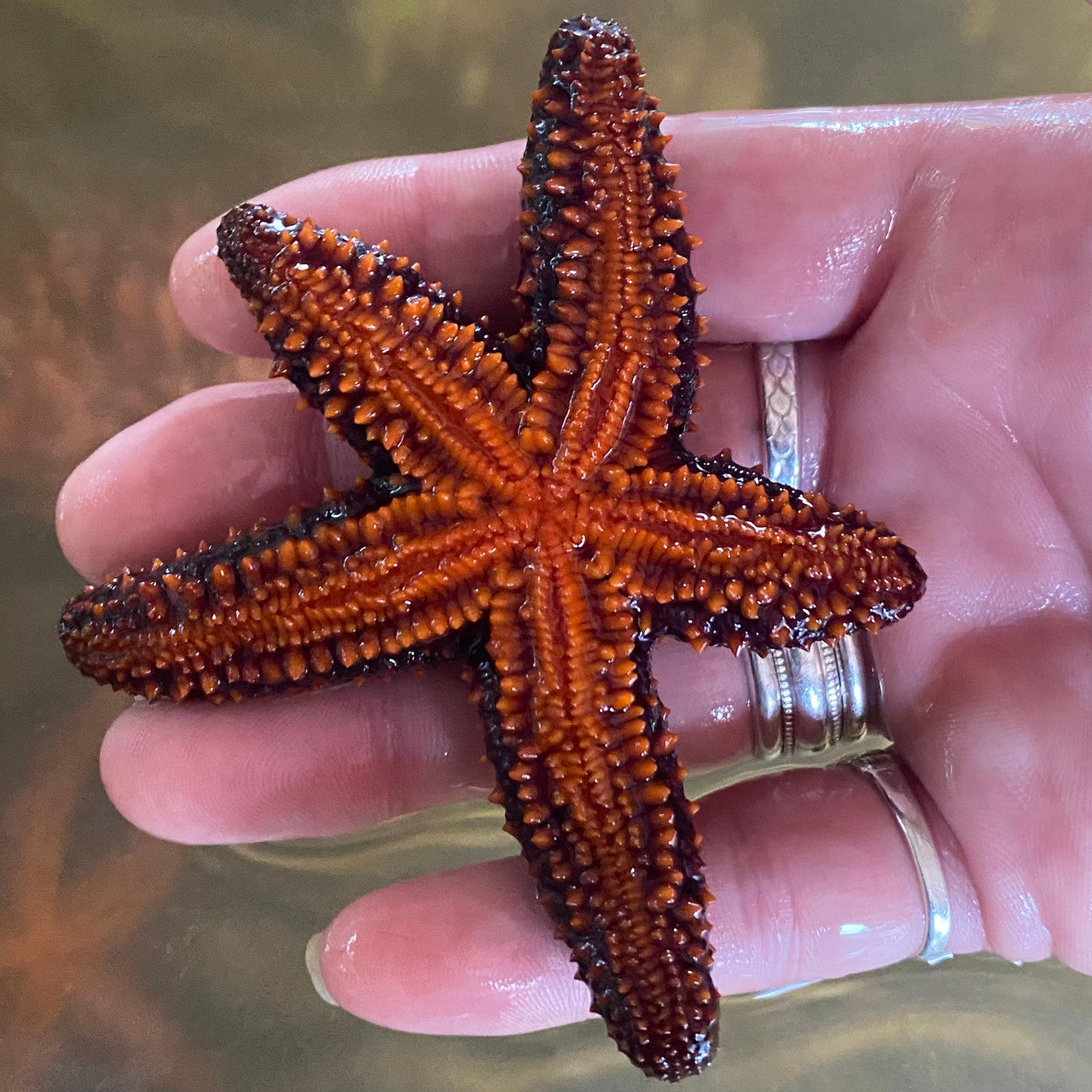 Shop Florida Orange Starfish