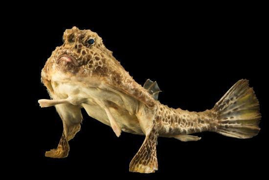 Walking Batfish (M/L)