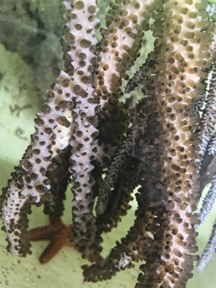Shop Split Pore Sea Rod Gorgonian