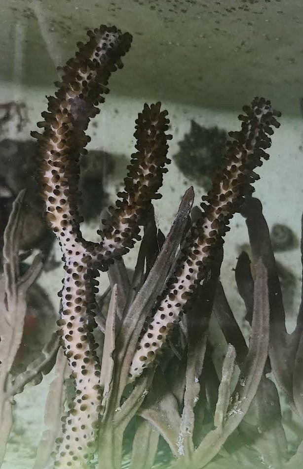Buy Split Pore Sea Rod Gorgonian