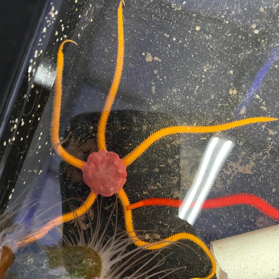 Buy Orange Serpent Starfish