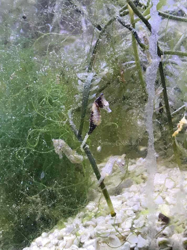Calico Dwarf Seahorse