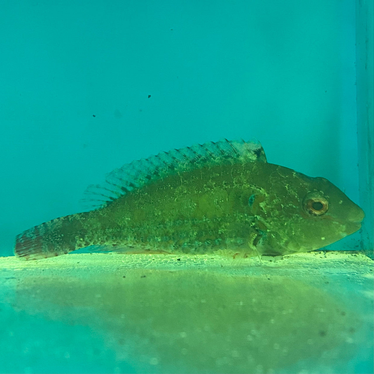 Green Blotch Parrot (Small 1-3")