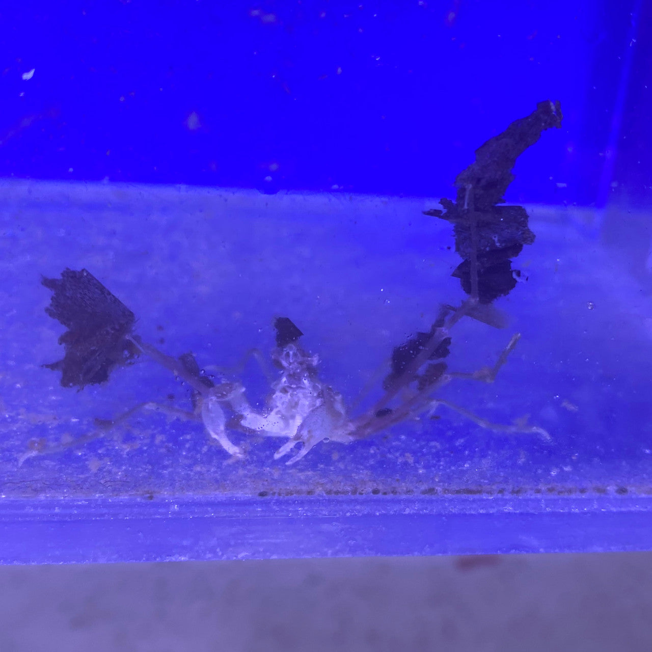 Decorator Arrow Crab