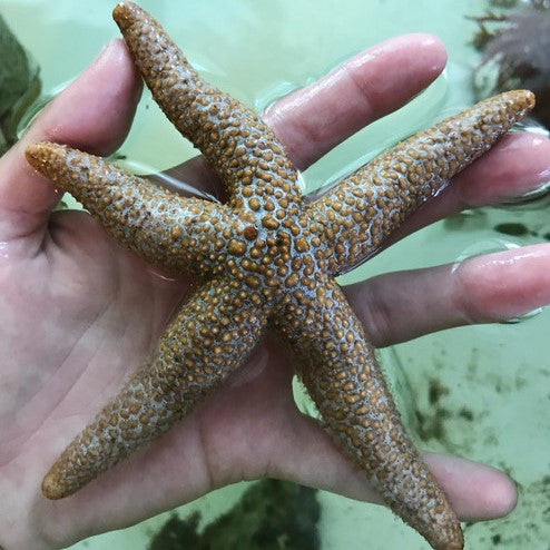 Buy Florida Starfish