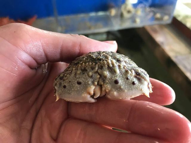 Fountain Crab (sm/md)