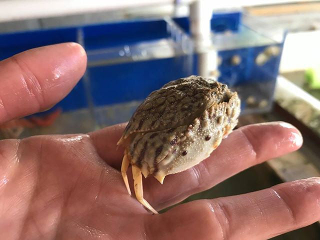 Fountain Crab (sm/md)