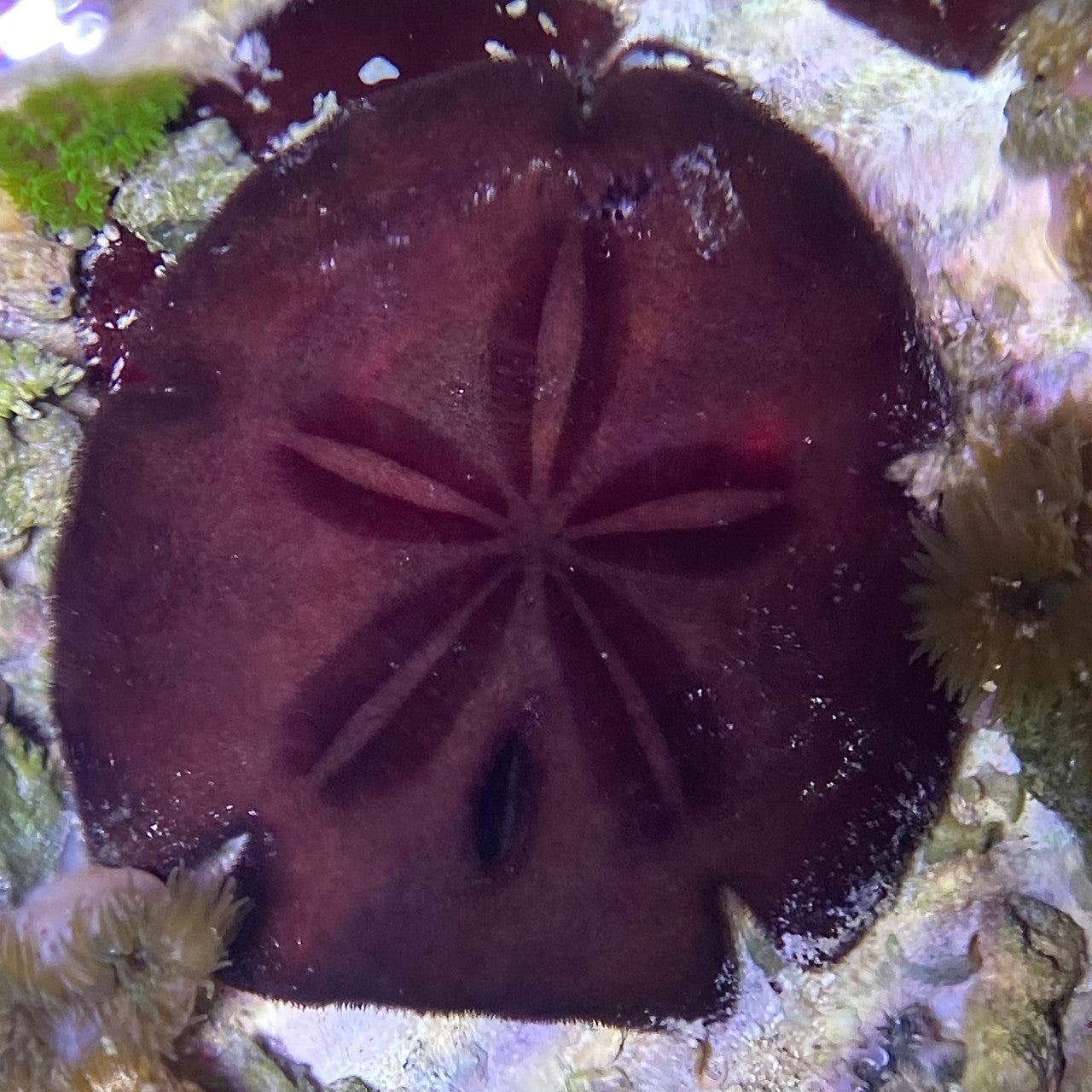 Caribbean Sand Dollar (3-6 inches)