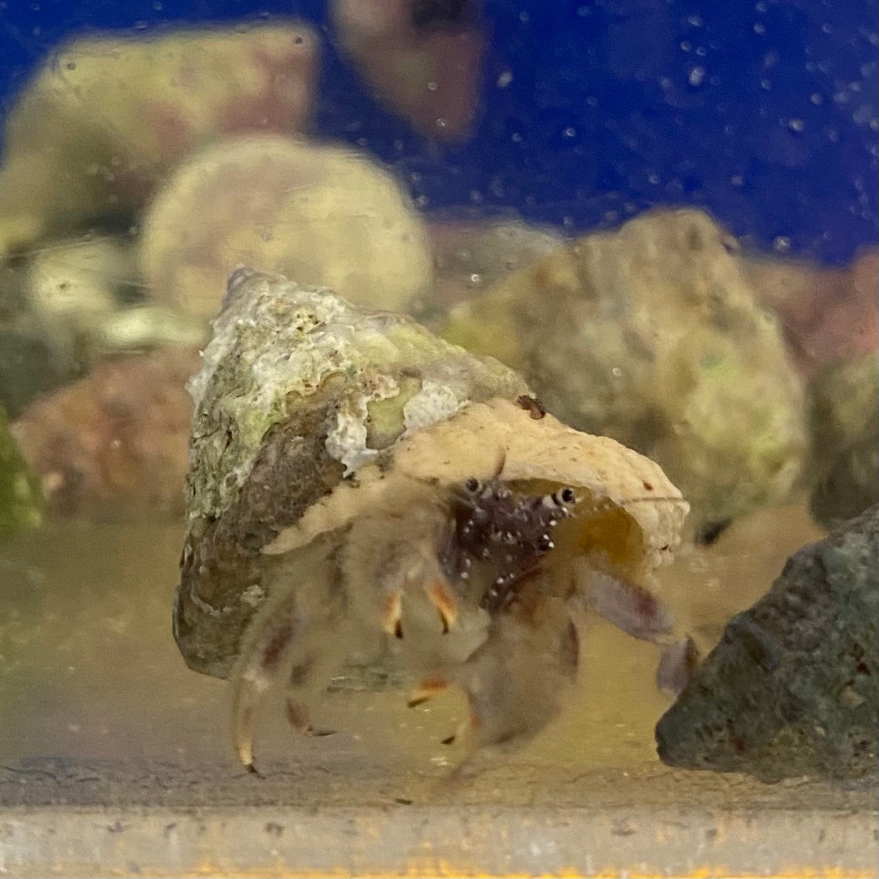 Caribbean Tan Leg Hermit Crab (small)