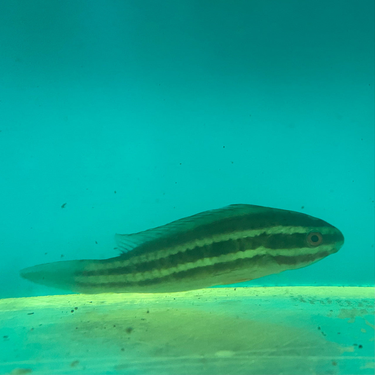 Lined Parrotfish (medium 3-5")
