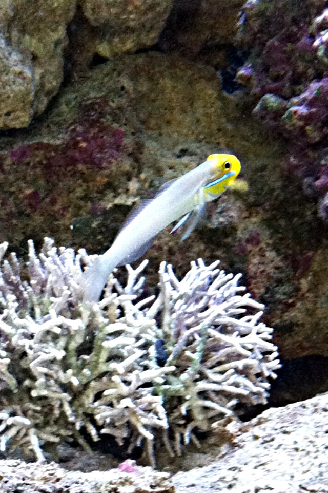 Yellow Headed Sand Sifting Goby