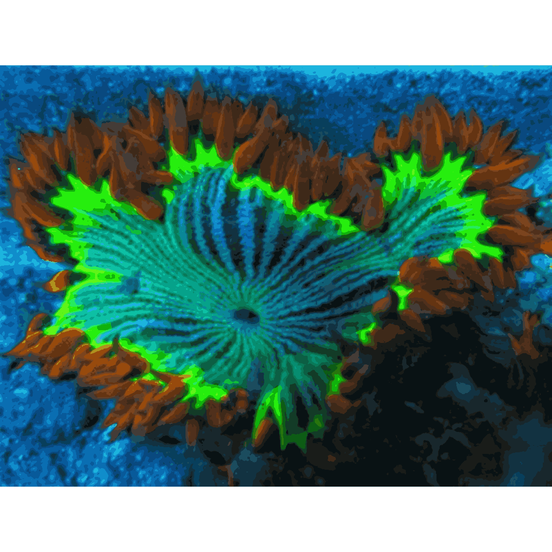 Atomic Pinstripe Ultra Rock Flower Anemone