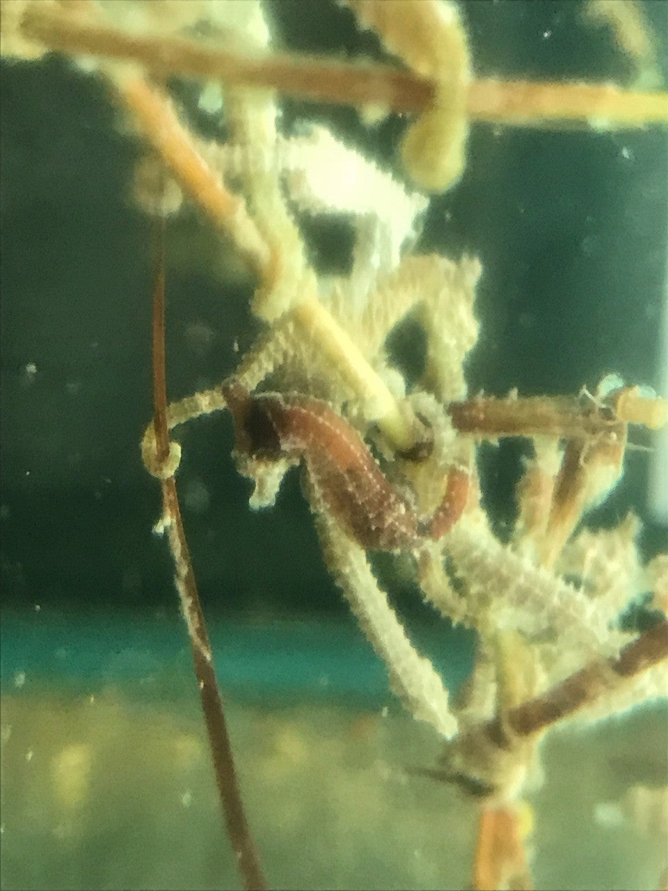 Dwarf Seahorse Colored Male: Green, Yellow, Brown