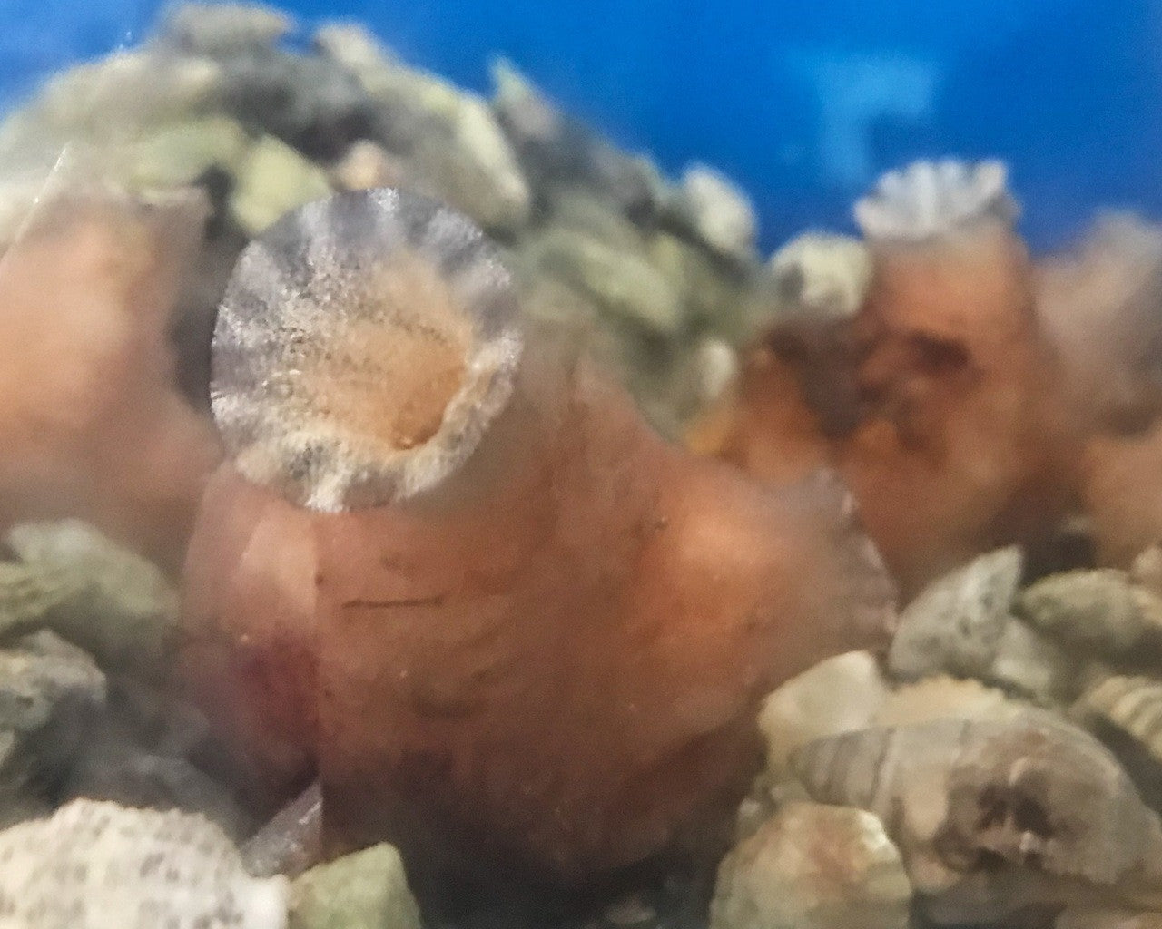 Light Pink Sea Squirt on Sale