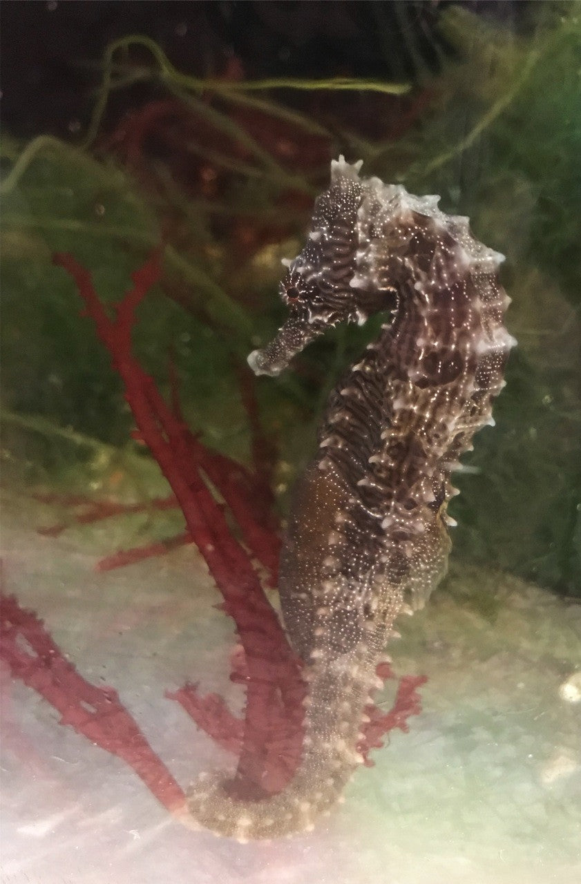 Lined Seahorse Pair- The Male is Pregnant