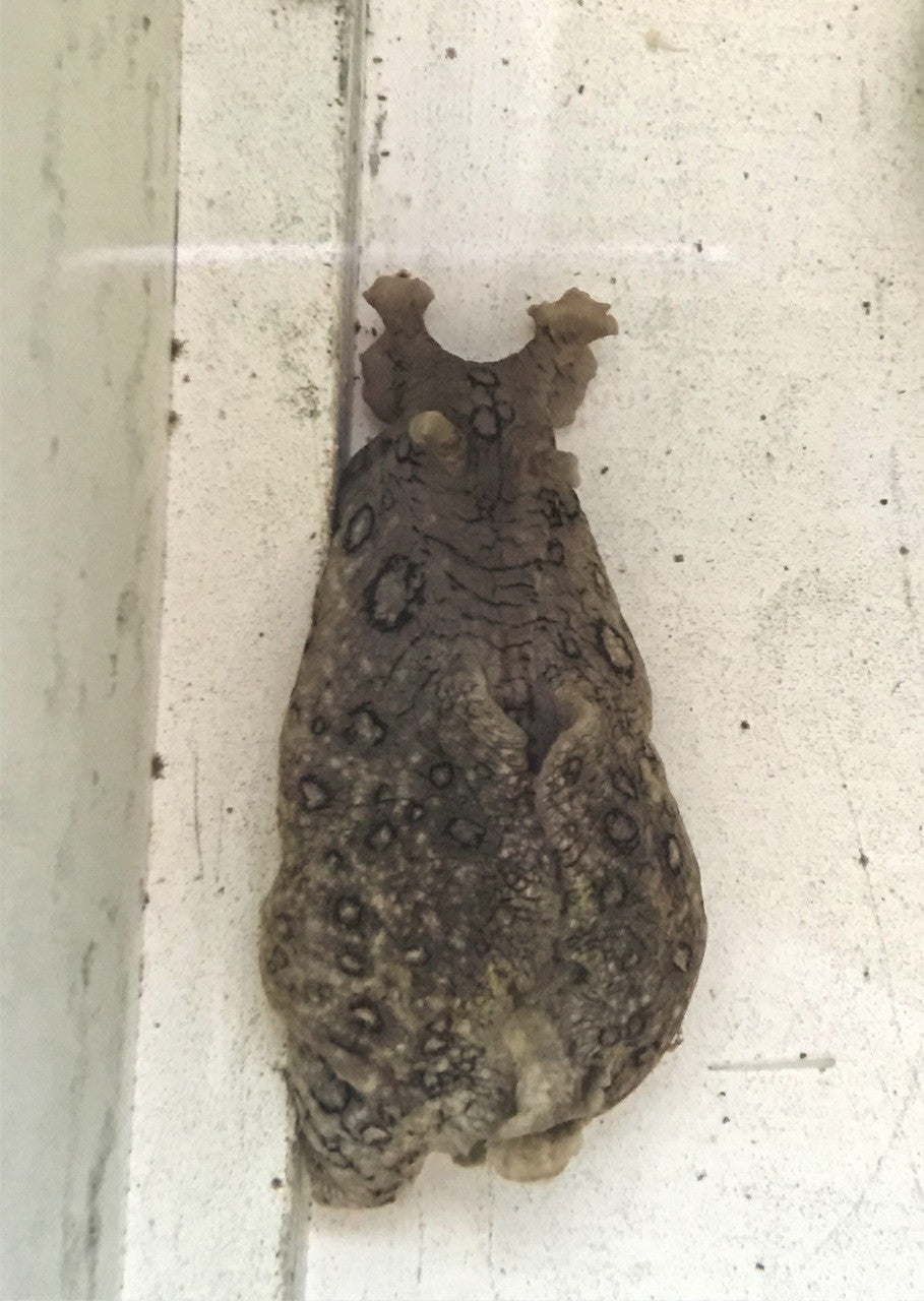 Sea Hare
