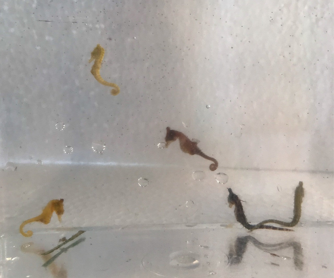 Dwarf Seahorse Colored Male: Green, Yellow, Brown
