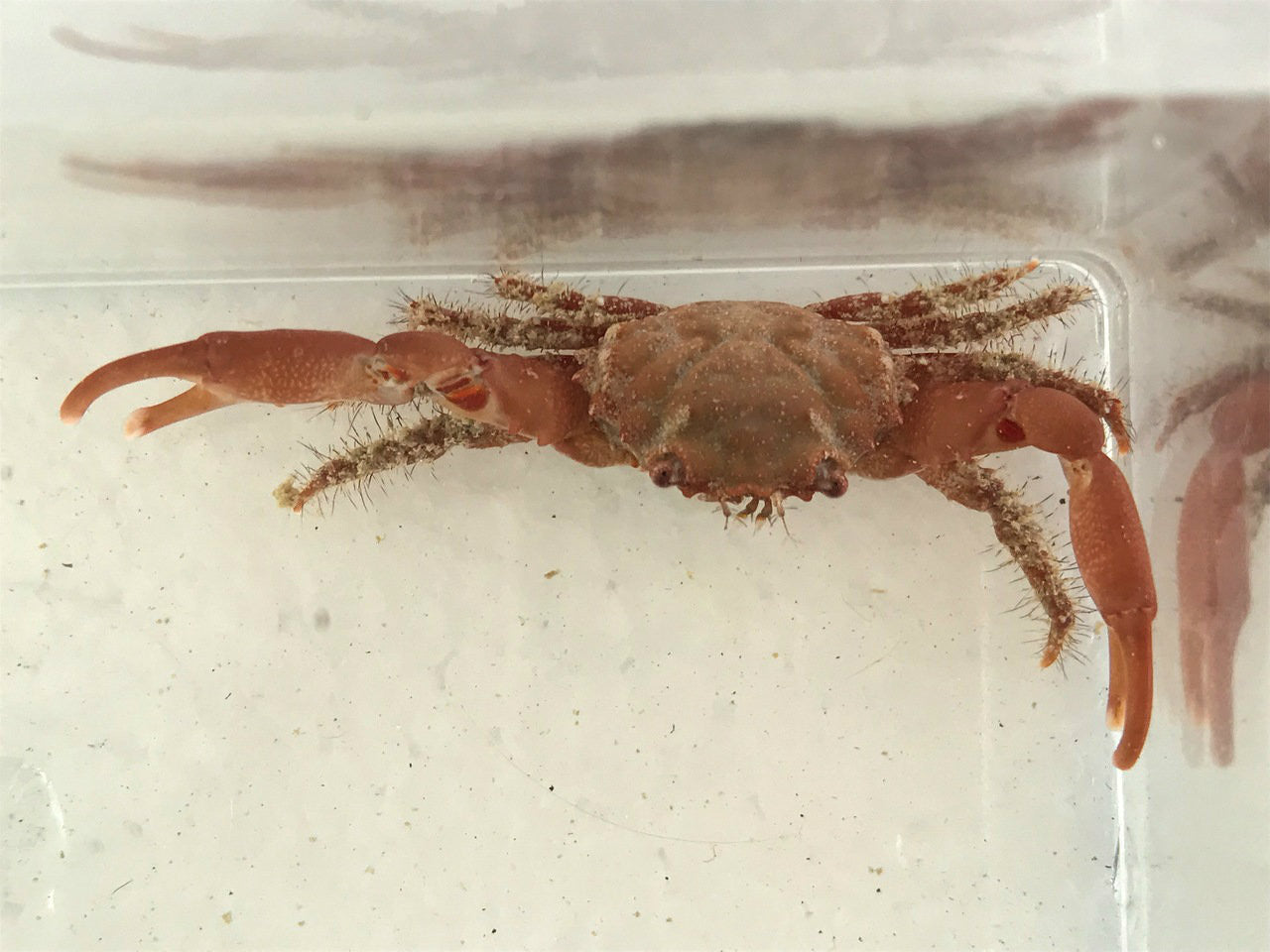Ruby Emerald Crab
