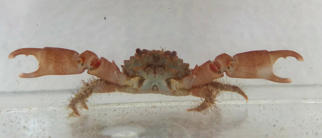 Ruby Emerald Crab
