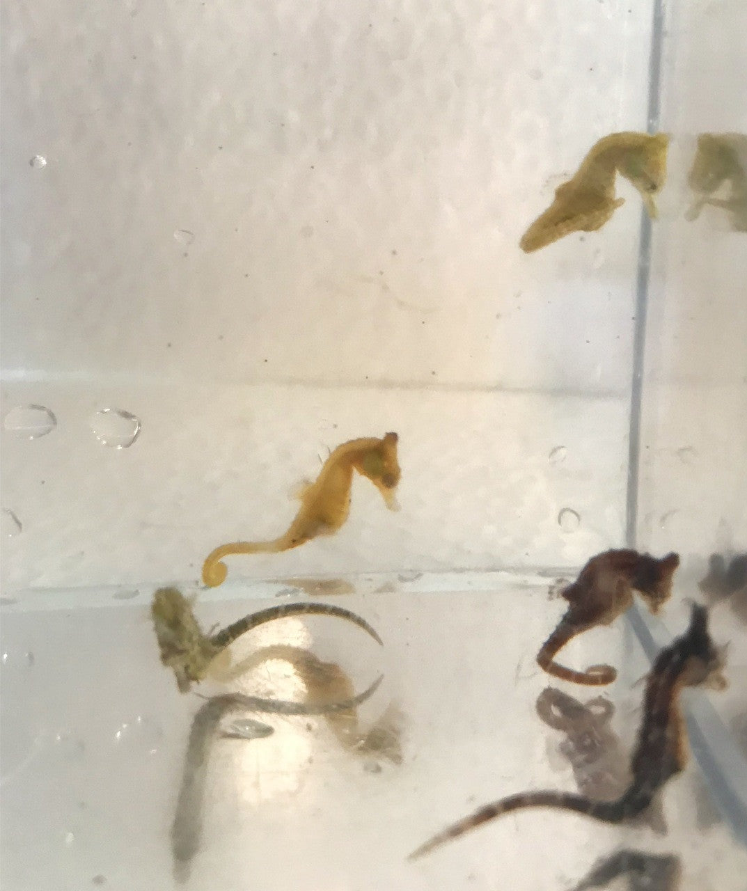 Dwarf Seahorse Colored Male: Green, Yellow, Brown