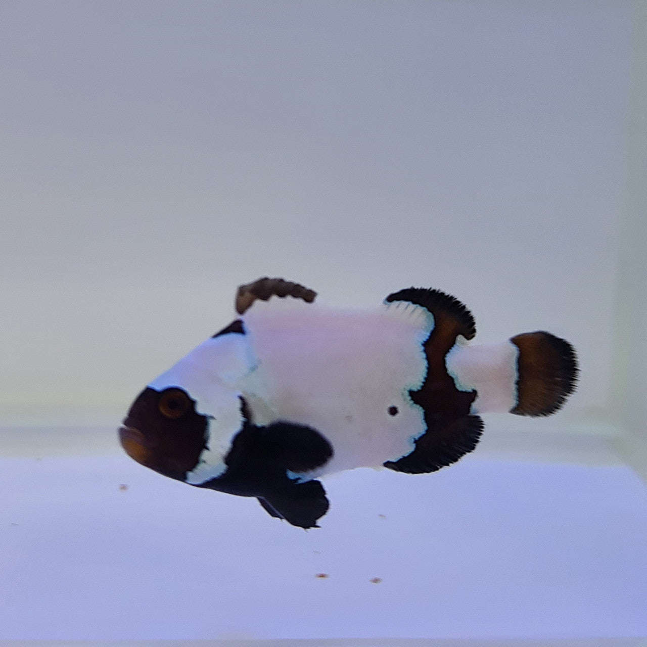 Tank Raised Black Snowflake Clownfish (small)