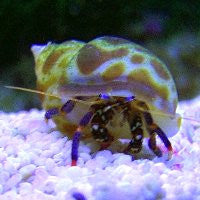 Blue Leg  Hermit Crab 10 Pack