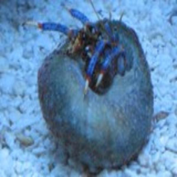 Blue Leg Hermit Crab