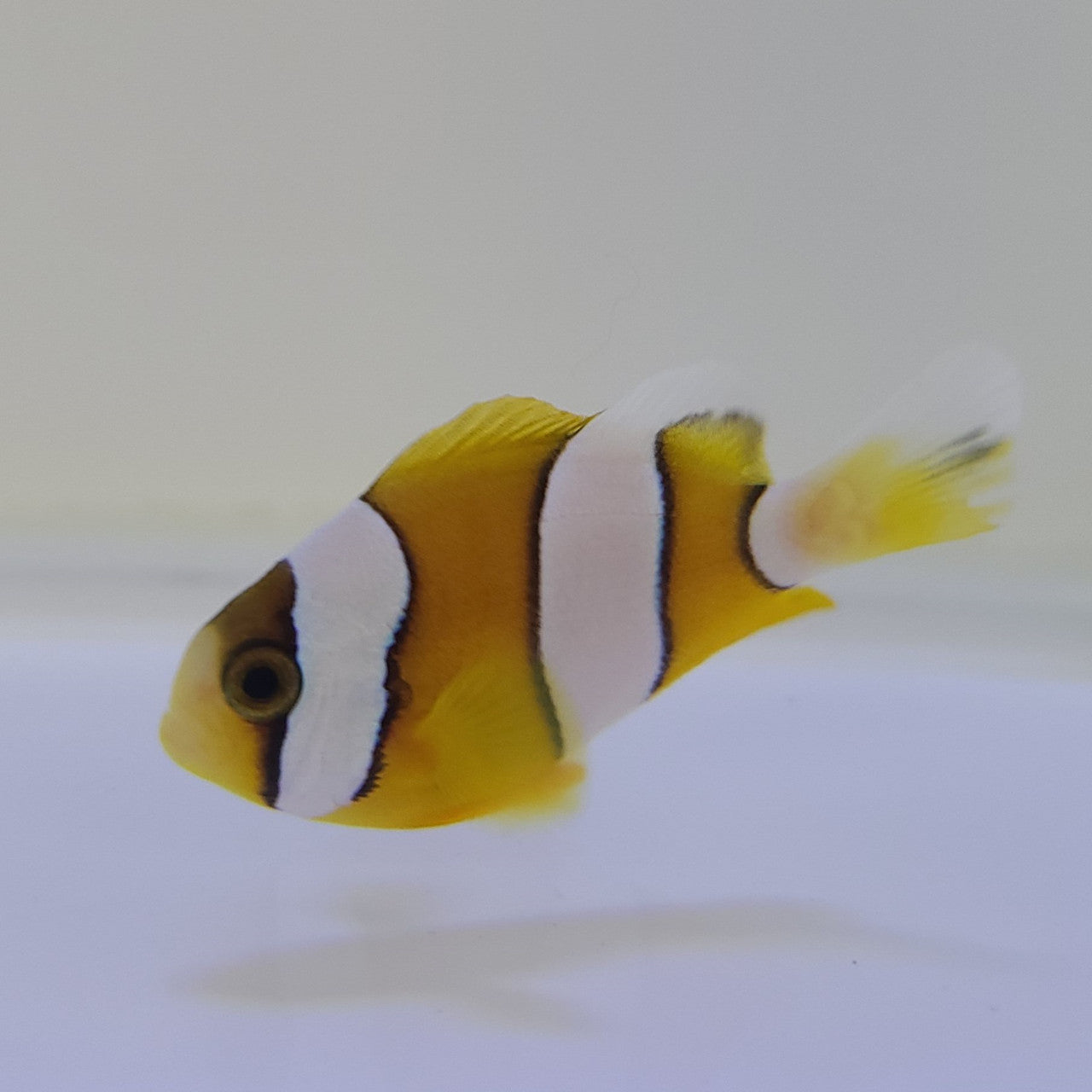 Tank Raised Clarkii Clownfish