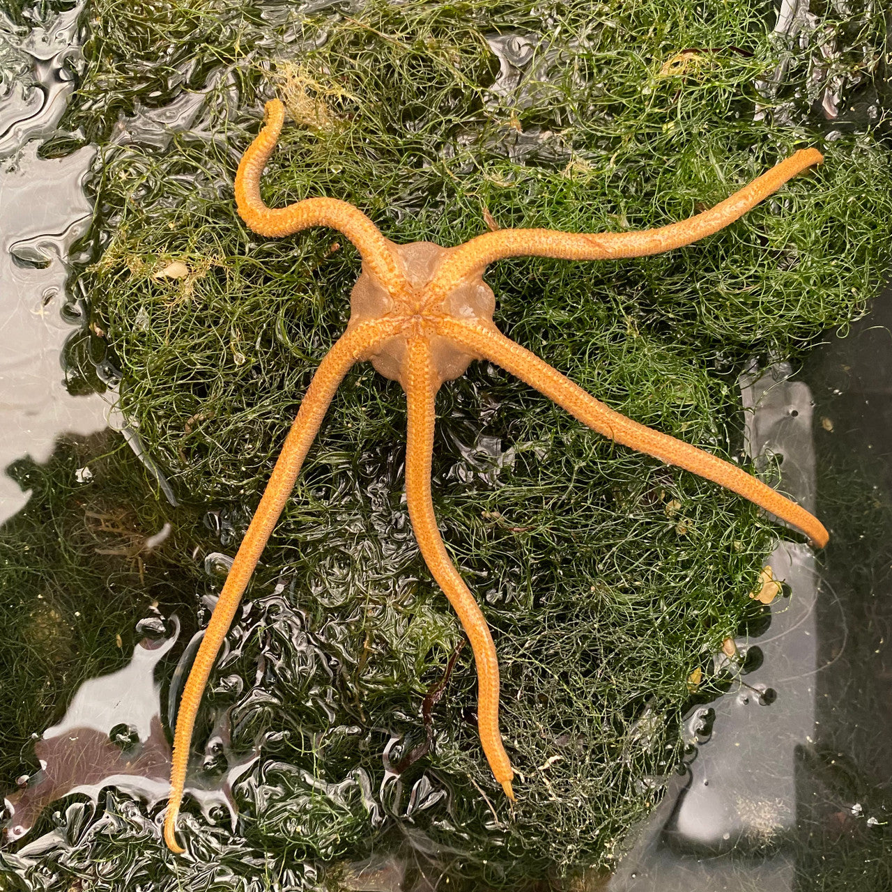 "Green" Serpent Starfish (3-8 inches)