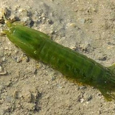 Get Mantis Shrimp